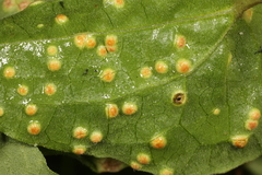 Puccinia convolvuli