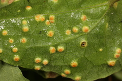 Puccinia convolvuli