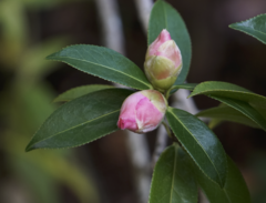 Camellia pitardii