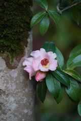 Camellia pitardii