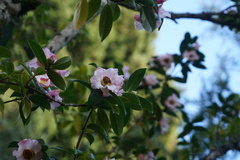Camellia pitardii