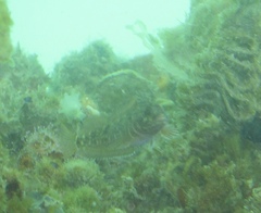 Forsterygion nigripenne