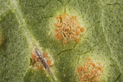 Puccinia convolvuli
