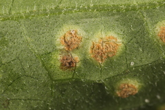 Puccinia convolvuli