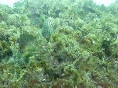 Forsterygion nigripenne