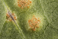 Puccinia convolvuli