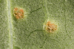 Puccinia convolvuli