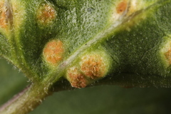 Puccinia convolvuli
