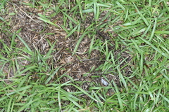 Pseudolachnea hispidula