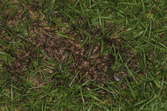 Pseudolachnea hispidula