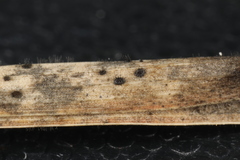 Pseudolachnea hispidula