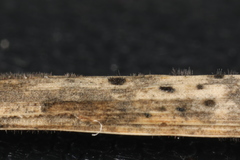 Pseudolachnea hispidula