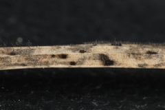 Pseudolachnea hispidula