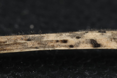 Pseudolachnea hispidula