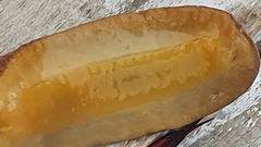 Laevicaulis natalensis