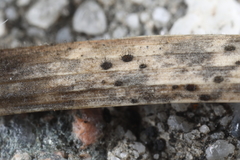 Pseudolachnea hispidula