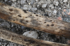 Pseudolachnea hispidula