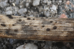 Pseudolachnea hispidula