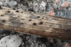 Pseudolachnea hispidula