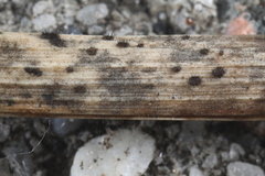 Pseudolachnea hispidula