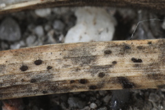 Pseudolachnea hispidula