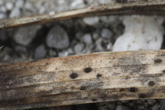 Pseudolachnea hispidula