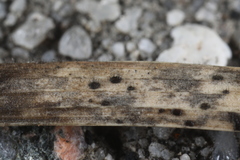 Pseudolachnea hispidula