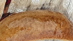 Laevicaulis natalensis