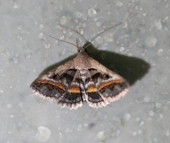 Acantholipes