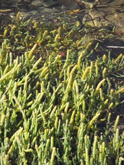 Salicornia quinqueflora