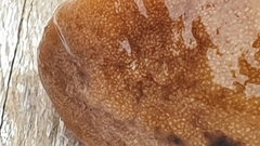 Laevicaulis natalensis