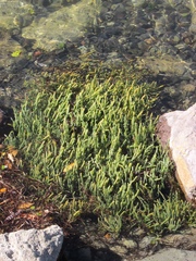 Salicornia quinqueflora