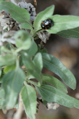 Murgantia histrionica