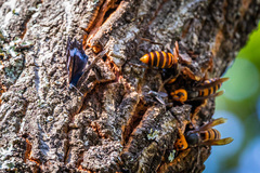 Kaniska canace nojaponicum