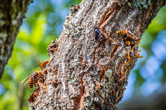 Kaniska canace nojaponicum