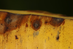 Pseudocercospora fijiensis