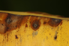 Pseudocercospora fijiensis