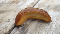 Laevicaulis natalensis