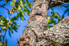 Kaniska canace nojaponicum