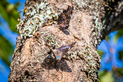 Kaniska canace nojaponicum