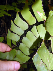 Adiantum trapeziforme