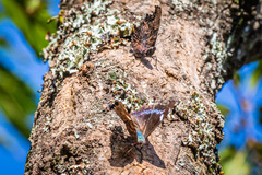 Kaniska canace nojaponicum