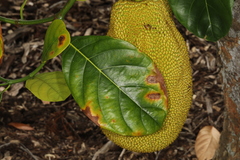 Phyllosticta artocarpi