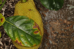 Phyllosticta artocarpi