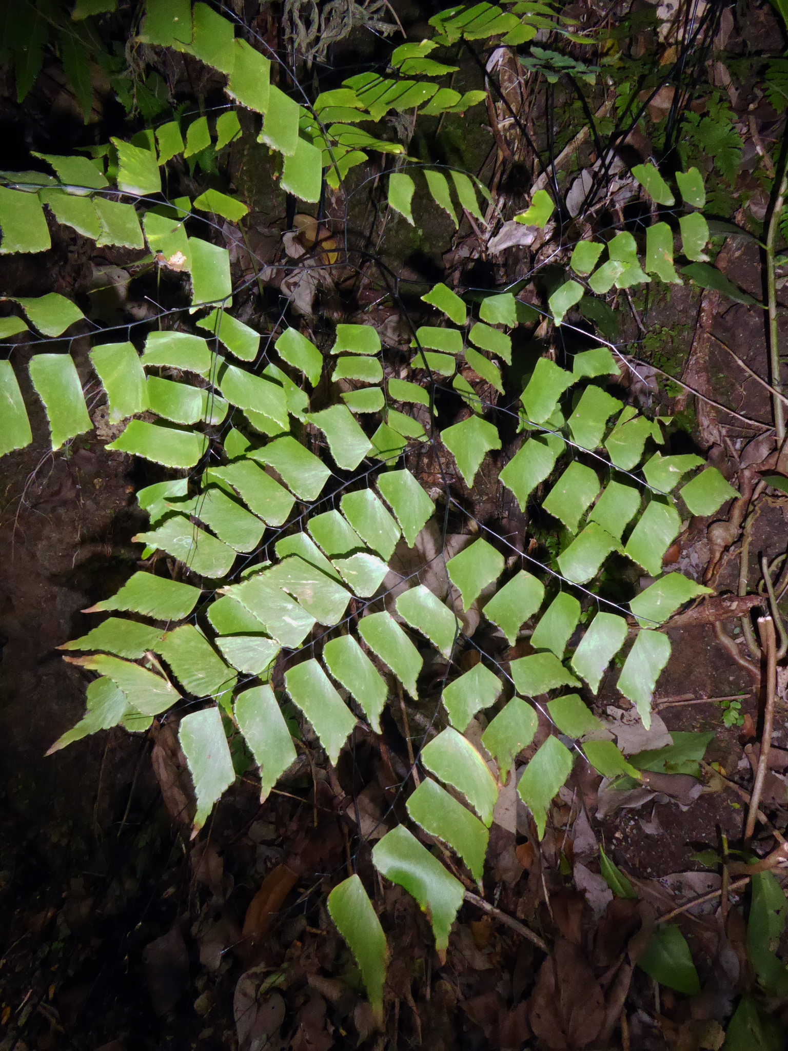 Adiantum trapeziforme