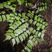 Diamond Maidenhair Fern - Photo no rights reserved, uploaded by Peter de Lange