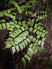 Diamond Maidenhair Fern - Photo no rights reserved, uploaded by Peter de Lange