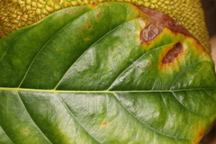 Phyllosticta artocarpi