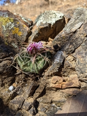 Ferocactus macrodiscus macrodiscus