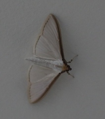 Cydalima laticostalis